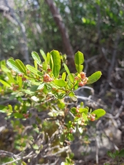 Dodonaea viscosa cuneata