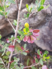 Dodonaea viscosa cuneata