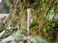 Arisaema nepenthoides