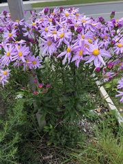 Senecio glastifolius