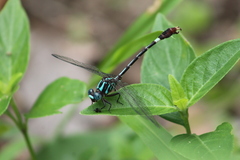 Erpetogomphus constrictor