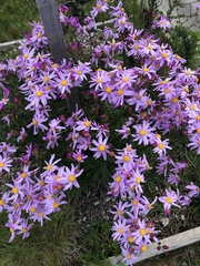 Senecio glastifolius