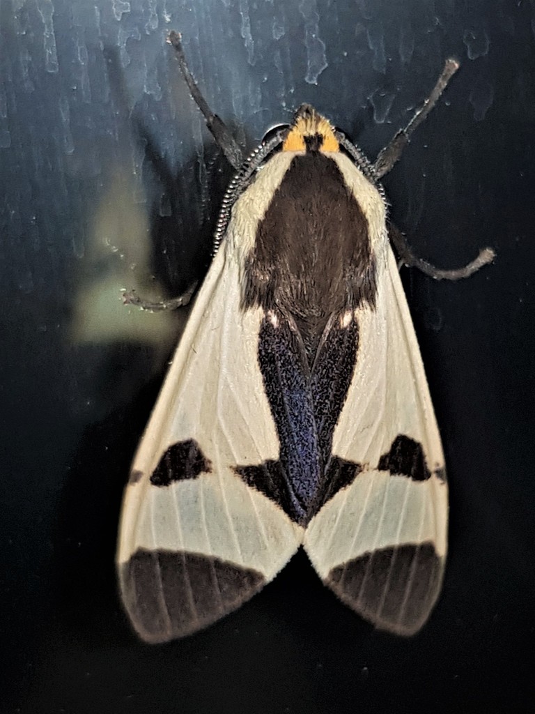 Pryteria hamifera