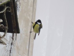 Parus major