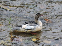 Mergus merganser