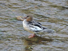 Mergus merganser