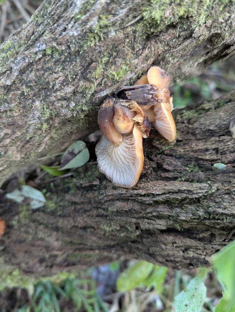 Flammulina velutipes · July 2025 · photo: © kohatuer (iNaturalist, cc-by-nc)