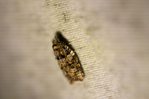 Eastern Black-headed Budworm Moth (Acleris variana)