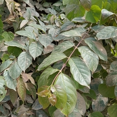 Cat's Claw (Uncaria tomentosa)