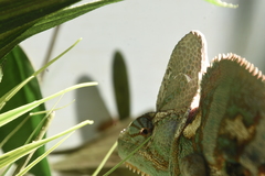 Chamaeleo calyptratus