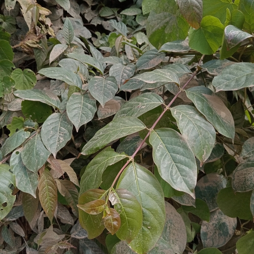 Uncaria tomentosa, photograph 1
