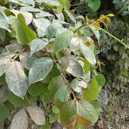 Uncaria tomentosa, photograph 2