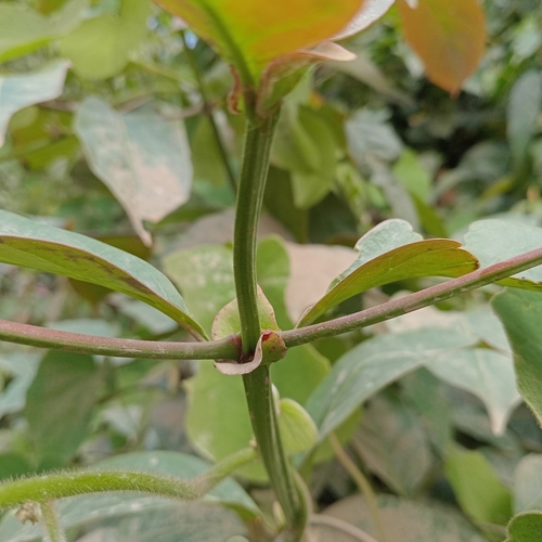 Uncaria tomentosa, photograph 3
