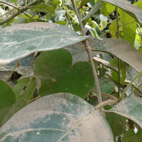 Uncaria tomentosa, photograph 4