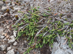 Cassiope lycopodioides