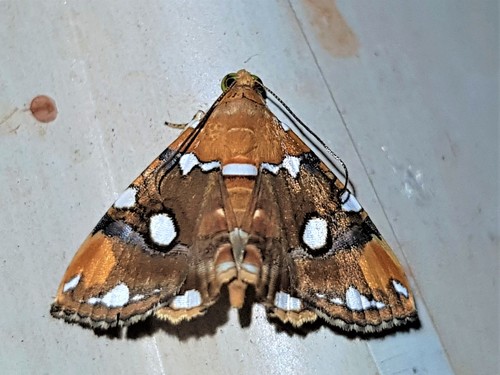 Eulepidotis guttata (Felder & Rogenhofer, 1874)