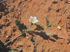 Convolvulus crispifolius