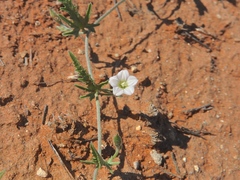 Convolvulus crispifolius