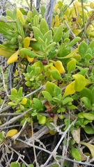 Tetragonia implexicoma