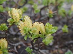 Salix reinii
