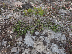 Cassiope lycopodioides