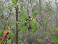Alnus maximowiczii