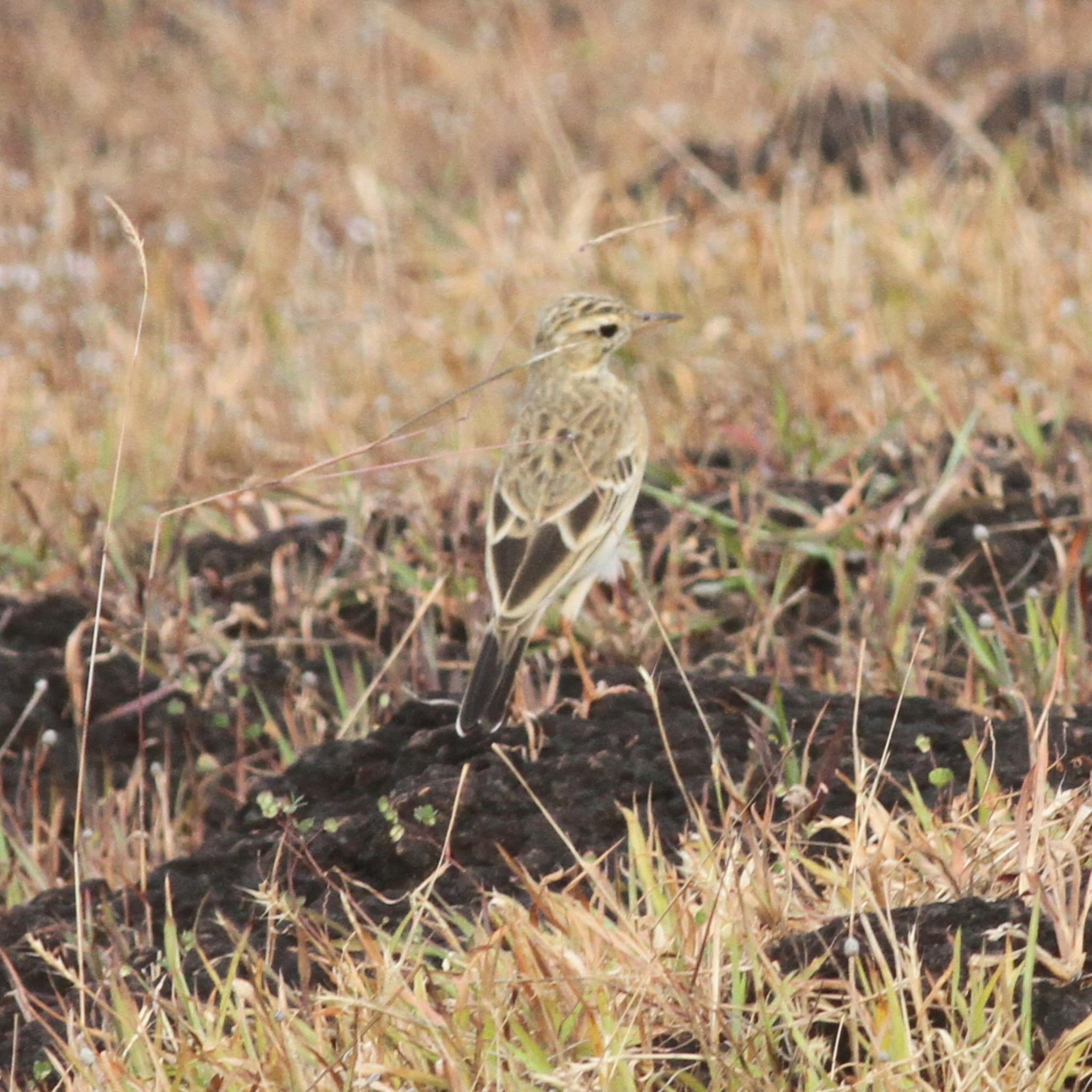 Paddyfield Pipit