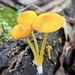 Yellow Deer Mushroom - Photo (c) Fluff Berger, some rights reserved (CC BY-SA), uploaded by Fluff Berger