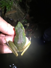 Chalcorana megalonesa