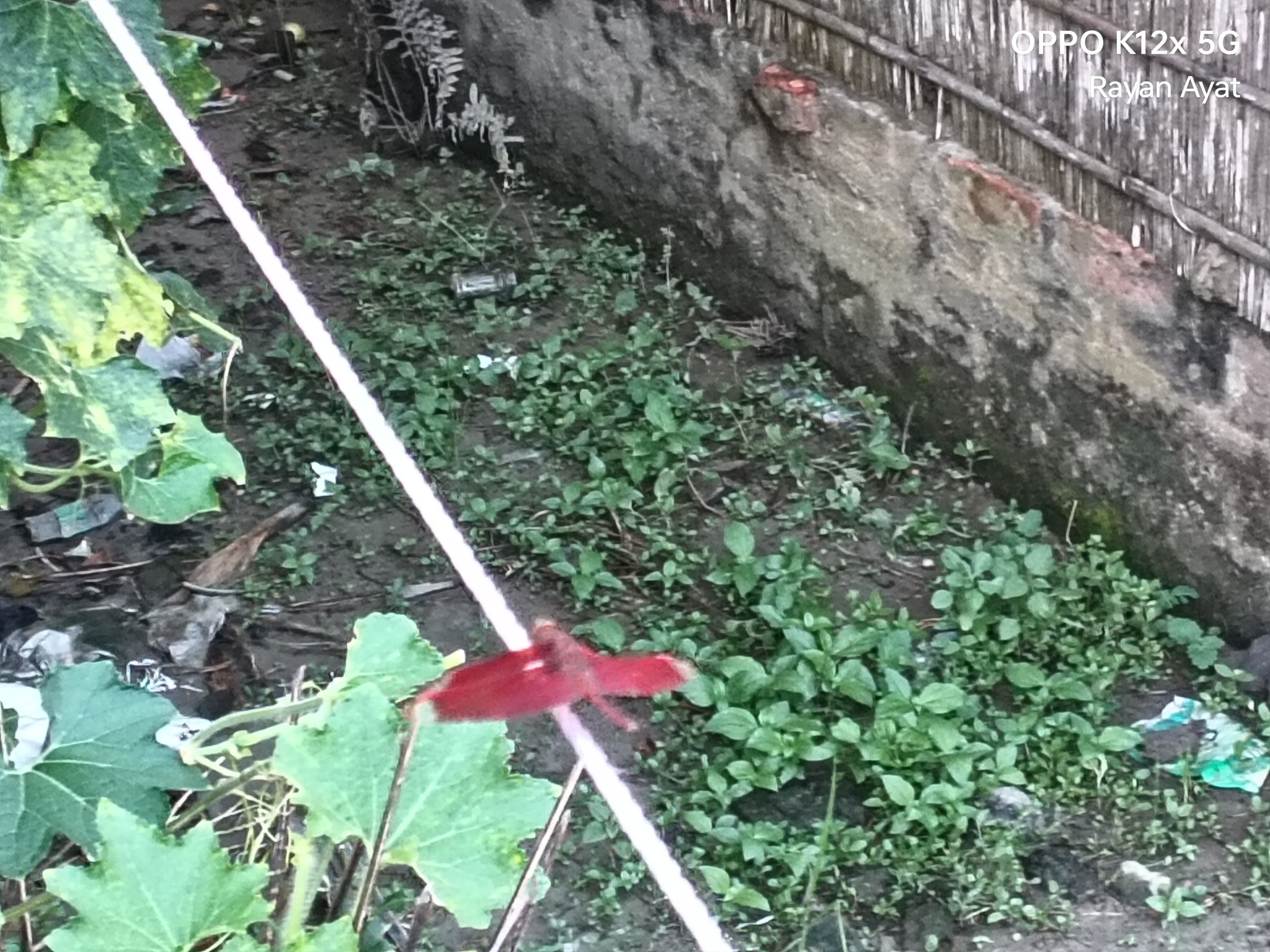 Fulvous Forest Skimmer