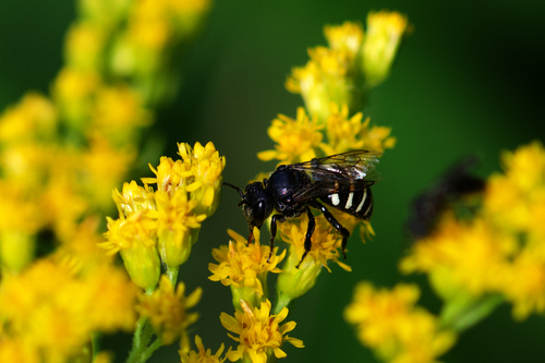 Subemarginate Cuckoo Carder Bee