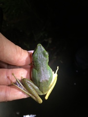 Chalcorana megalonesa