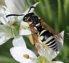 Stenodynerus anormis