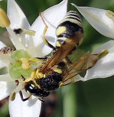 Stenodynerus anormis