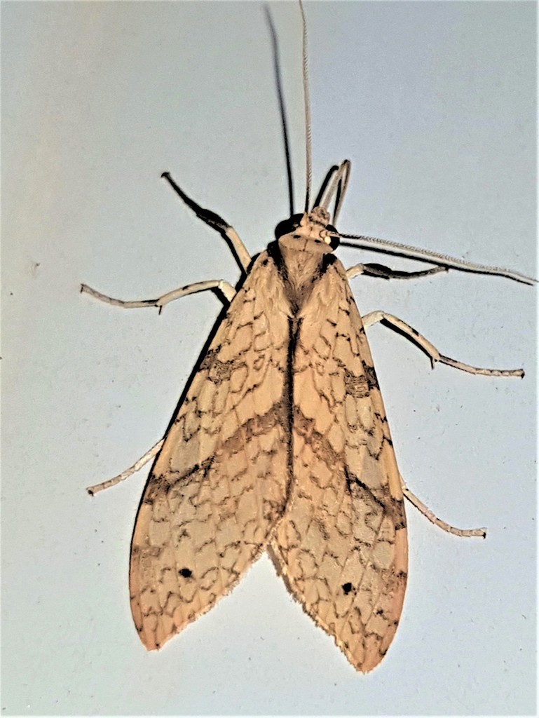 Lophocampa seruba