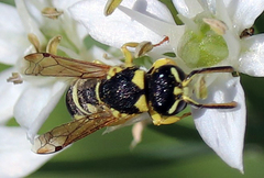 Stenodynerus anormis