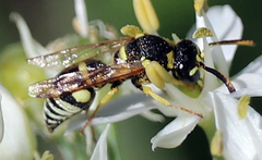 Stenodynerus anormis