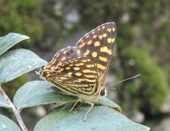 Dodona durga
