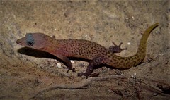 Sphaerodactylus ruibali
