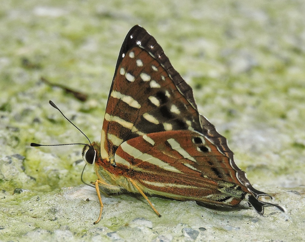 Dodona longicaudata
