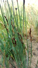 Machaerina juncea