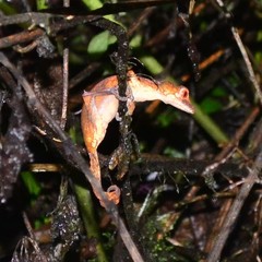Uroplatus phantasticus
