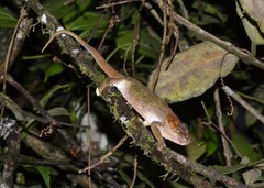 Calumma crypticum