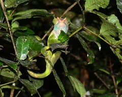 Calumma oshaughnessyi