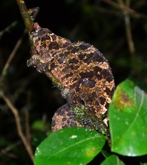 Calumma crypticum