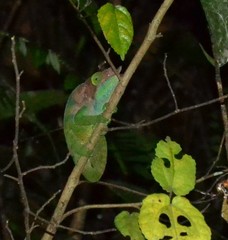 Calumma oshaughnessyi