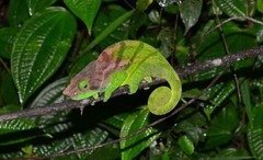 Calumma oshaughnessyi