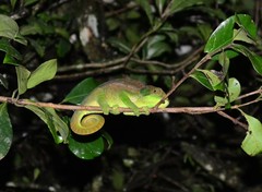 Calumma oshaughnessyi