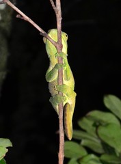 Calumma oshaughnessyi