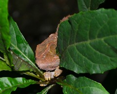 Calumma crypticum